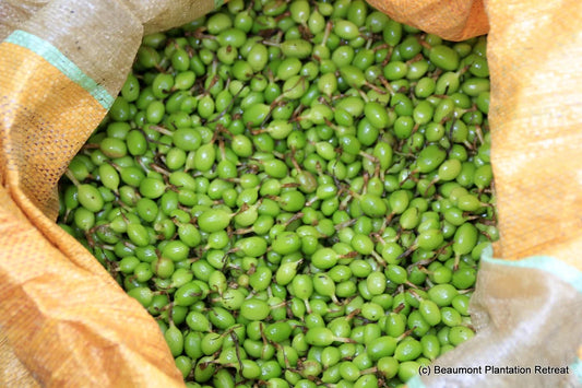 History of Cardamom - The queen of spices